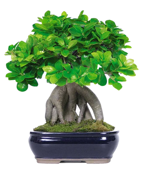 Bonsai